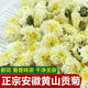 特級 黃山貢菊清熱養肝明目下火白菊花清肝去火杭白菊花茶組合枸杞 黃山貢菊[500克]