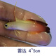 興國海（Singoseafarm）雷達 活體海水魚(yú) 噴射機缸觀(guān)賞寵物魚(yú) 珊瑚缸養定快遞包活興國海 雷達4-6cm