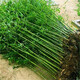 楚恒竹子苗 紫竹 青竹庭院小竹苗 北方樹(shù)苗植物綠化 四季青竹1厘米粗10棵 高度131cm-200cm