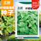 北蔬貓薄荷種子可食用四季室內外盆栽花草籽 檸檬貓薄荷種子約1500粒