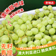 京地達青提葡萄澳洲甜地球無(wú)籽青提凈重5斤單果10g+提子水果源頭直發(fā)