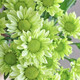 花珊珊【精品嚴選】真花鮮切花小雛菊百合向日葵洋甘菊家庭室內水養插花 小雛菊綠精靈一扎