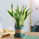 中夢(mèng)金邊虎皮蘭盆栽多肉水培植物綠植辦公室內花卉大全客廳虎尾蘭1 虎皮蘭30cm3棵【加侖盆】 含盆