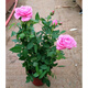 春沭 盆栽微型鉆石玫瑰月季室內陽(yáng)臺綠植物盆栽花卉帶花苞四季開(kāi)花花苗 粉紅色玫瑰 帶盆栽好