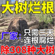 殺鼎專除礙事樹大樹爛根專用的藥死悄無聲息強力除樹樹死特效肥料 8瓶【樹越大越好用】