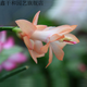 嫁接老漢蟹爪蘭苗新品種帶花苞盆栽陽(yáng)臺(tái)植物四季多色花卉 14杏色黃8顆 不含盆
