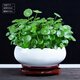 幼薇銅錢(qián)草盆景大葉水培植物花卉好養室內盆栽客廳水養金錢(qián)草桌面綠植 銅錢(qián)草+純白琉璃釉瓷盆+旋轉底座 帶盆栽好