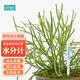 匠心綻放 SUSTEE土壤水分計(jì)植物濕度計(jì)缺水提醒養(yǎng)花種菜澆水白色M號17134