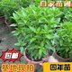 九層塔潮汕金不換盆栽食用主廚房九層塔盆栽食用羅勒植物香料甜羅 4年苗--葉子帶濃香味 不帶盆