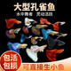 瘋狂水草孔雀魚活體水族寵物觀賞魚冷水耐活小型熱帶魚淡水魚苗 【3CM左右】精品孔雀魚A 共8條