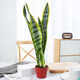 金邊虎皮蘭盆栽辦公室內客廳綠植凈化空氣吸甲醛盆栽好養四季常青 簡(jiǎn)易盆簡(jiǎn)易盆虎皮蘭40厘米左右 含盆