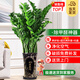 花財(cái)主天堂鳥(niǎo)盆栽辦公室大型綠植客廳盆栽家用吸甲醛凈化空氣綠植 金錢樹(shù)1.1-1.2m【高招財(cái)進(jìn)寶盆】