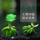 聽(tīng)白閣魚(yú)缸香蕉草造景前景水草活體 懶人草無(wú)需種植 水中葉 皮實(shí)容易養 小號香蕉草5棵