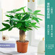 格調(diào)生活大發(fā)財樹招財樹老樁盆栽綠植室內(nèi)好養(yǎng)四季常青陶瓷盆景 單桿發(fā)財樹（原盆原土） 含盆