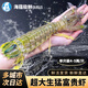 海蘊極鮮【活鮮】鮮活富貴蝦 新鮮泰國進(jìn)口巨型皮皮蝦活蝦燒烤食材 4-5兩/只（吃肉款）大號 單支裝