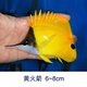 興國海（Singoseafarm）黃火箭 活體海水魚(yú)鰈魚(yú) 魚(yú)缸寵物觀(guān)賞魚(yú)三間養定 快遞包活興國海 黃火箭6-8cm
