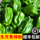 辰實東北青圓椒【順豐】麻椒青辣椒薄皮柿子椒 皺皮辣椒農(nóng)家新鮮蔬菜 4斤