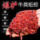 AFW 釣魚(yú)蚯蚓活餌大號(hào)紅蚯蚓土1斤活體盒裝紅蟲(chóng)魚(yú)餌垂釣活餌料散裝 【中號(hào)】一斤蚯蚓+營(yíng)養(yǎng)土+蚯蚓盒