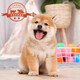 麥盯優(yōu)寵【30天保障】純種柴犬幼犬豆柴犬活體中小型柴犬寵物狗狗赤柴黑柴 寵物級 公