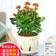 長(zhǎng)壽花盆栽重瓣花苗大花室內(nèi)綠植好養(yǎng)帶花苞觀花植物 長(zhǎng)壽花橙色(荷葉陶瓷盆大盆) 含盆