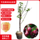 四萬(wàn)公里車(chē)厘子樹(shù)苗俄羅斯八號櫻桃樹(shù)水果樹(shù)苗南北方盆栽地栽源頭直發(fā)包郵