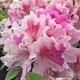 虹越（HONGYUE）安酷杜鵑花1加侖盆栽苗 多季開(kāi)花 花園庭院常綠花卉植物 泰勒