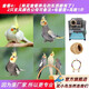 萬(wàn)寵匯 鳥(niǎo)活體虎皮鸚鵡籠養牡丹玄風(fēng)活鳥(niǎo)學(xué)說(shuō)話(huà)手養小太陽(yáng)鸚鵡和尚鸚鵡 玄風(fēng)2只公母備注+電鍍籠+糧1斤