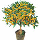 桂花苗 嫁接桂花樹(shù)苗盆栽花卉帶土球庭院陽(yáng)臺室內室外栽植耐寒植物當年開(kāi)花 金桂 3年苗