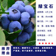 懶人熊藍莓樹(shù)果苗帶果藍莓苗盆栽果樹(shù)苗當年結果南北方種植兔眼特大陽(yáng)臺 綠寶石藍莓6年大苗帶土發(fā)貨（能結15-20斤） 40cm(含)-50cm(不含)