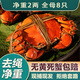 【活蟹】鮮活大閘蟹特大螃蟹活蟹母蟹興化泰州新鮮紅膏蟹公母蟹 母蟹2.3-2.0兩 公蟹3兩-3.3兩 4對8只