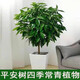 中夢(mèng)平安樹(shù)盆栽大型綠植室內客廳四季常青植物辦公室觀(guān)賞盆景苗 平安樹(shù)高60厘米高 【加侖盆】 不含盆
