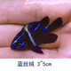 興國(guó)海（Singoseafarm）藍(lán)絲絨 活體海水魚(yú) 金絲絨雀小丑魚(yú)雀雕闖缸魚(yú) 快遞包活 藍(lán)絲絨3-5cm