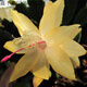 嫁接老漢蟹爪蘭苗新品種帶花苞盆栽陽(yáng)臺(tái)植物四季多色花卉 8金黃8顆 不含盆