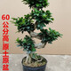 金錢(qián)榕樹(shù)盆栽S造型盆景榕樹(shù)盆栽室內客廳辦公室公司植物盆景 金錢(qián)榕樹(shù)60高 一盆