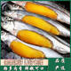 新鮮多春魚滿籽人吃多籽魚鮮活冷凍海鮮水產(chǎn)特大海魚燒烤食材商用 滿籽多春魚5斤裝