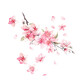 浮生 櫻花汽車(chē)貼紙個(gè)性創(chuàng  )意車(chē)門(mén)車(chē)貼劃痕遮擋車(chē)身燈眉裝飾貼拉花 櫻花貼紙 款式二