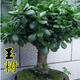 亞招玉樹盆栽苗老樁大葉玉樹花植物多肉燕子掌室內(nèi)客廳綠植花卉 玉樹七年苗 不含盆
