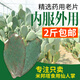 素顏新鮮墨西哥米邦塔仙人掌綠色多肉植物盆栽可食用仙人掌外敷內(nèi)服 仙人掌新鮮3年一斤裝 不含盆