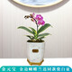 劉閣蘭花蘭花金邊蝴蝶蘭 金元寶 冬帶花苞出售線(xiàn)藝蘭花苗好養(yǎng)花卉桌面盆栽 蝴蝶蘭金元寶年底開(kāi)花，配瓷白盆