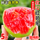 廣東紅心軟芭樂2025新鮮番石榴應(yīng)季低糖孕婦水果禮盒紅心果 5斤裝【單果150g以上】