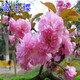 櫻花苗櫻花樹(shù)苗盆栽陽(yáng)臺庭院綠化苗嫁接早櫻晚櫻耐寒當年開(kāi)花櫻花樹(shù) 富士 晚櫻 5公分粗