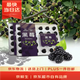 京鮮生 黑莓 2盒裝 約110g/盒 新鮮水果