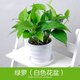 若綠大綠蘿盆栽綠植花卉水培觀(guān)葉長(cháng)藤室內清新空氣植物源頭直發(fā)包郵 綠蘿+白色螺紋盆