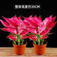 吉利紅盆栽紅富貴室內花卉植物客廳綠植好養四季開(kāi)花易活水培花卉 吉利紅3顆原盆土2盆