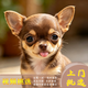 夢茜兒純種超小型吉娃娃幼犬活體蘋果頭茶杯犬吉娃娃犬鐵包金吉娃娃幼崽 吉娃娃 2026-05-31 吉娃娃 寵物級 隨機 母