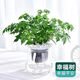 錦楓錦楓（jinfeng）辦公室水培綠植花卉盆栽玻璃花盆水培植物 幸福樹(shù) 含盆栽好