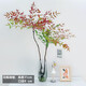 水培植物南天竹盆栽水養(yǎng)室內(nèi)富貴竹綠植吊鐘馬醉木好養(yǎng)花卉盆景 60-70cm+80-90cm兩株配灰高瓶