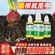 貝可施快速生根液粉劑移栽扦插生根水營(yíng)養液植物通用強力多肉壯苗 生根液2瓶