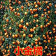 龍辰語(yǔ)嫁接橘子樹(shù)苗沙田柚子苗三紅蜜柚子樹(shù)苗沙糖桔子苗紅心橙子苗正宗四會(huì )沙砂糖橘果樹(shù)苗橘子苗橙子樹(shù)苗 小金桔 5年苗當年結果