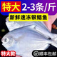 新鮮銀鯧魚白鯧魚扁魚平魚海魚鮮活冷凍水產(chǎn)海鮮小鯧魚昌魚平魚 5斤裝【2-3條/斤】